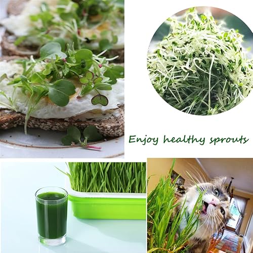 Miniatura 5 de Seed Sprouter - Bandeja de germinación de 5 unidades, sin BPA, para cultivar semillas de trigo saludables y bandejas de almacenamiento para jardín,