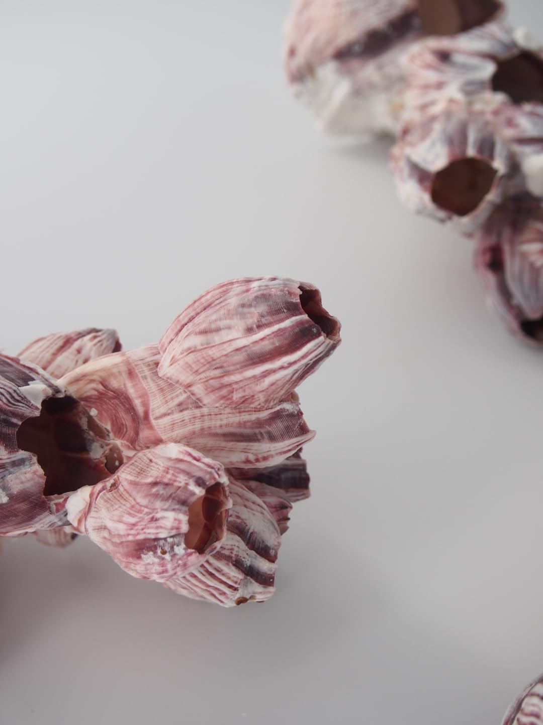 Amazon.co.jp: 【貝殻の問屋さん】天然フジツボ【約12～14cm/1個