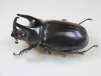 Amazon.co.jp: パプア産 パプアミツノカブト49mm : ペット用品