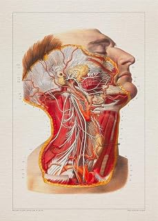 Anatomy NECK NERVOUS SYSTEM print SRA3 12x18 conqueror laid paper