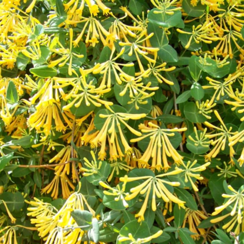 Fragrant Yellow Climbing Honeysuckle Plant Live Vine, Lonicera Perennial Honeysuckle Plants in 2.5 Inch Pot