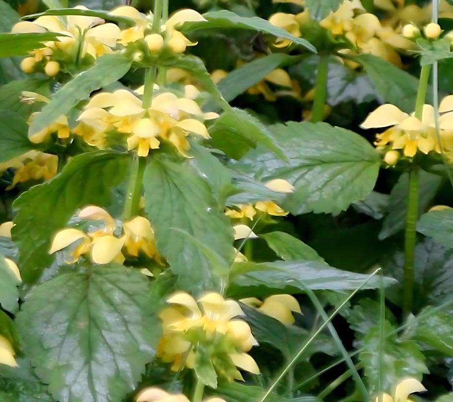Classy Groundcovers, Yellow Archangel, Dead-Nettle, Silverfrost, Variegated Lamium, Golden Deadnettle (25 Pots, 3 1/2 inch Square)