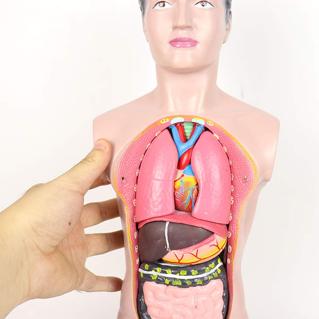 Modello anatomico di Torso Umano -45 cm Modello di Torso Maschile Modello di apparato digerente Staccabile con Copertura Toracica - per Modello didattico con Display da Studio