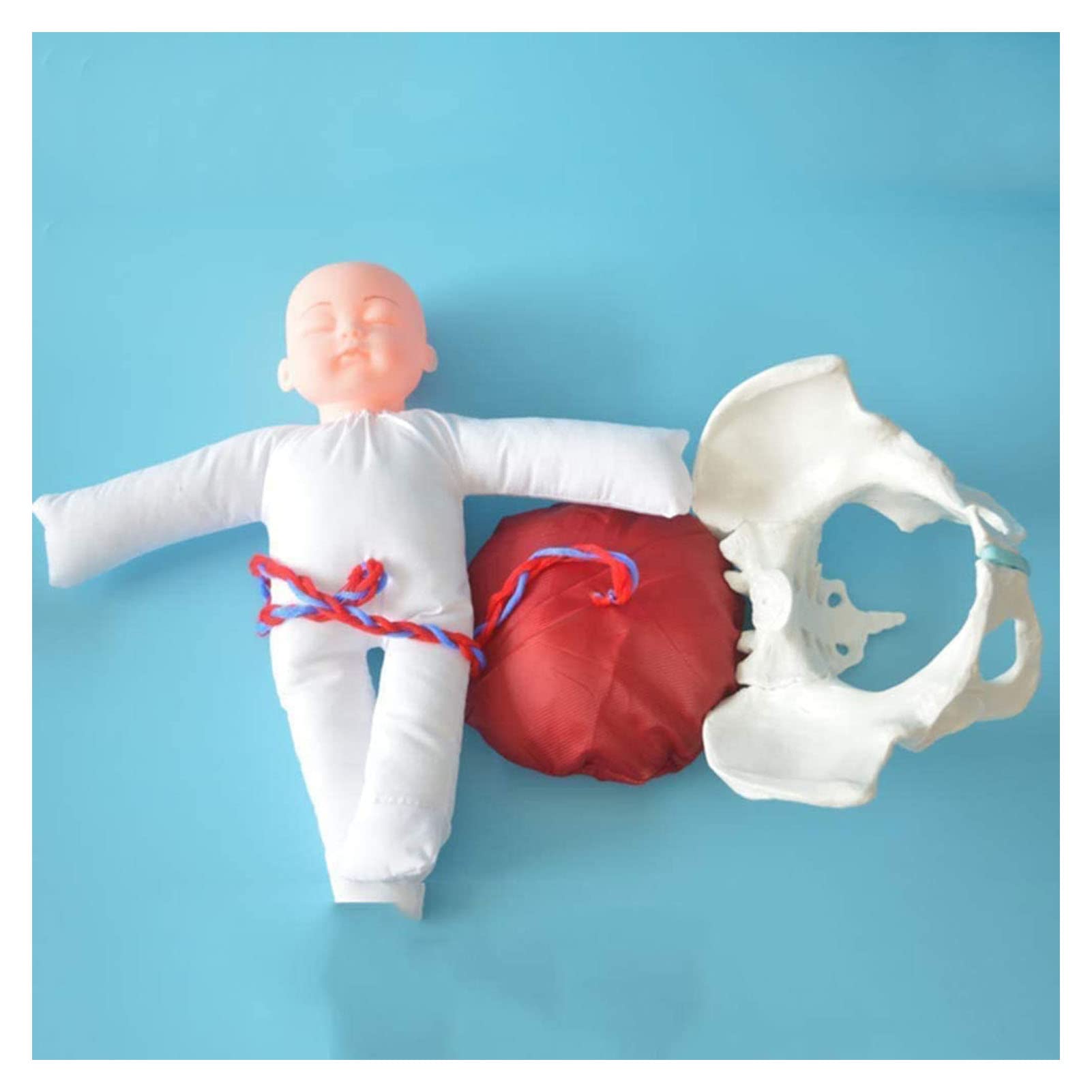 Weibliches knöchernes Beckenmodell, Hebammen Trainingsmodell Geburtsmodell Hüftmodell - Fetal/Nabelschnur/Plazenta Liefermodell Beckenmodell für Studienanzeige Unterrichtsmedizin, White A, L
