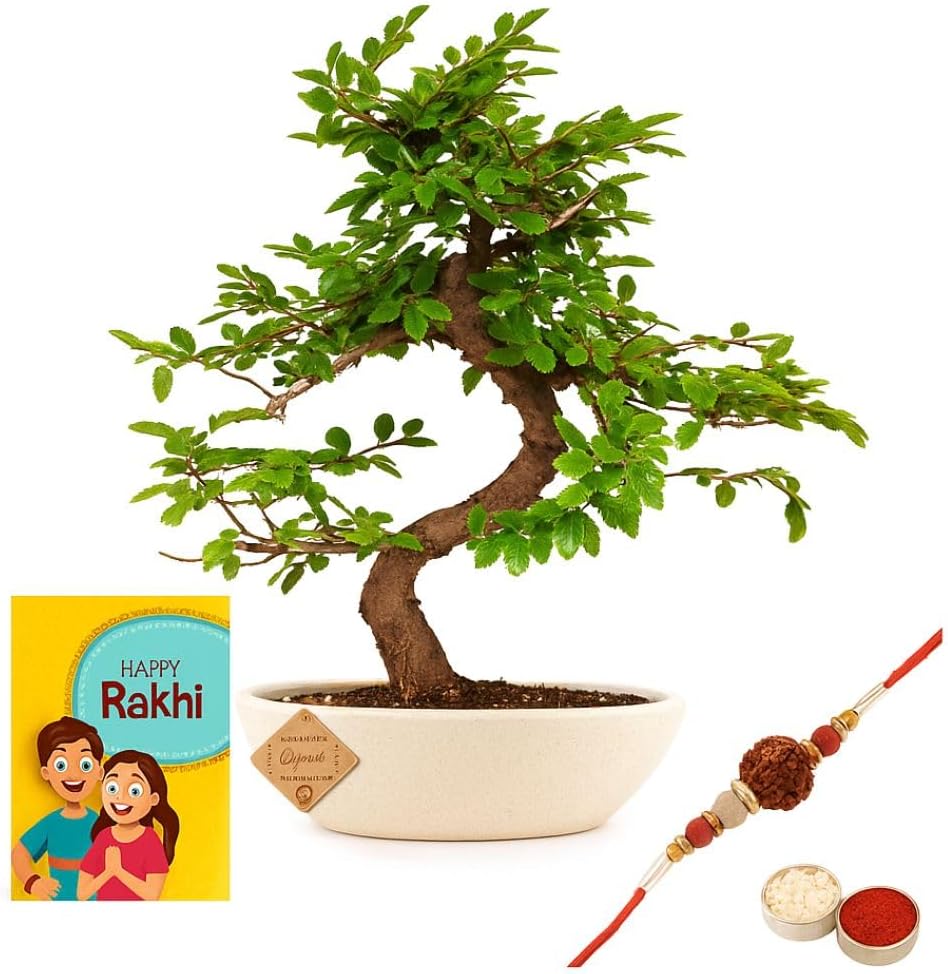 Abana Homes Chinese Elm Bonsai Plant – Live Bonsai Plants for Home Décor | Best Rakhi Gift for Brother, Bhaiya Bhabhi | Indoor Outdoor Bonsai Live Plant | Premium Raksha Bandhan Gift
