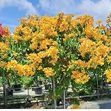 2 Yellow Bougainvillea Plants Live, Patio Flower Vine, 5-9" Tall