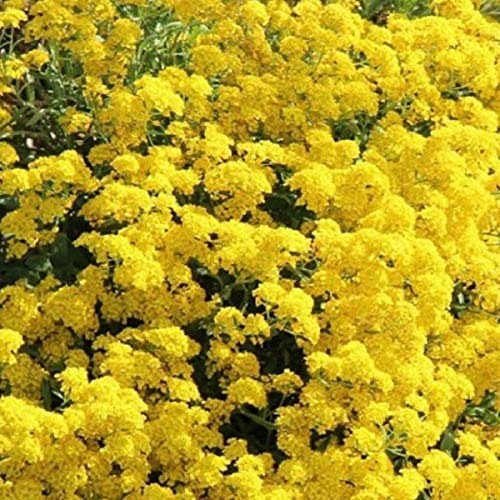 6 x Alyssum Montanum ' Berggold' - Steinkraut Kleincontainer 9cm x 9cm - Image 3
