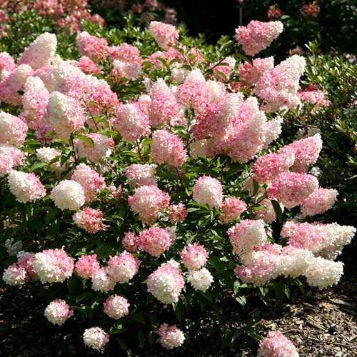 Plant Theory Vanille Fraise Hydrangea Paniculata Shrub Plant 2L Pot