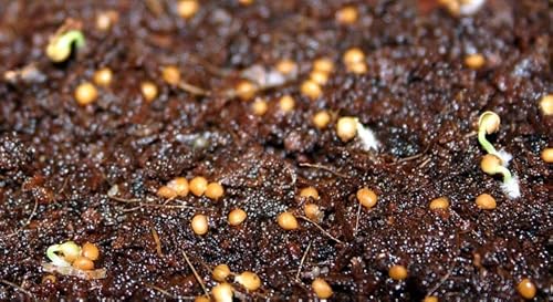 Samen der echten Feige (Ficus Carica, Feigenbaum) frische, gesunde Feigensamen, Feigenbaumsamen, Versand aus Deutschland – Bild 4