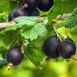 Black Velvet Gooseberry Plant Live for Planting, Black Gooseberry Bushes Live Plant 5 to 9 Inch Tall, Gooseberries Fruit