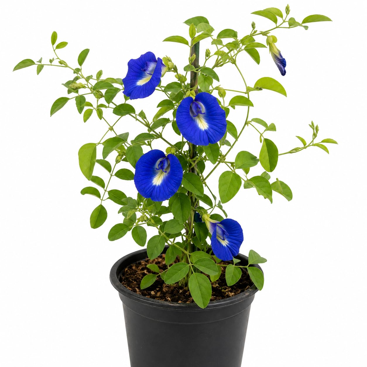 Aparajita Plant (Butterfly Pea – Clitoria Ternatea) Live Flower Vine for Balcony & Terrace (Blue Pack of 1)-image-2