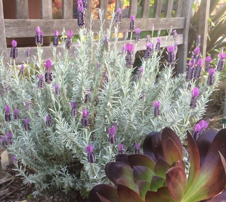 Silver Dust Silver Lavender Millar dusty miller Live Natural Plant 1_plant_F37