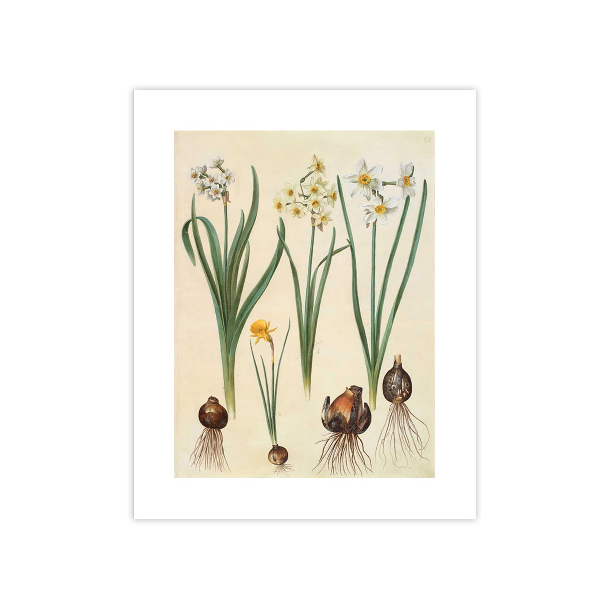 Poster Johannes S. Holtzbecher Narcissus impression papier grand format 100x75