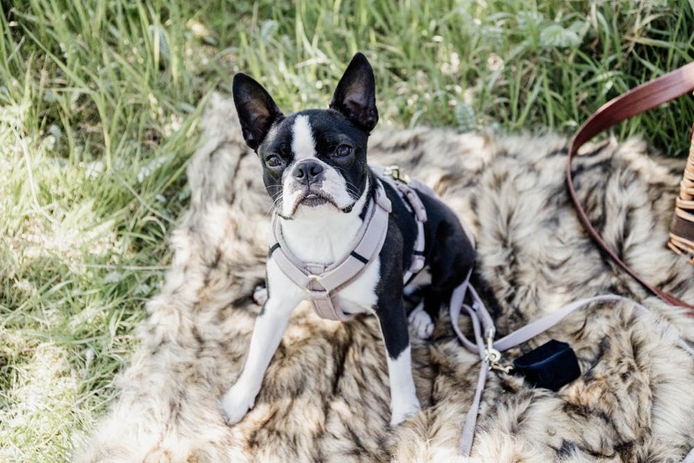 Kentucky Dogwear Pettorina per cani di grandi dimensioni (XL, 48-70 cm)|Velluto|Beige |Alta qualità, chiusura semplice, facilmente regolabile, confortevole, elegante | Imbracatura per cani e cuccioli