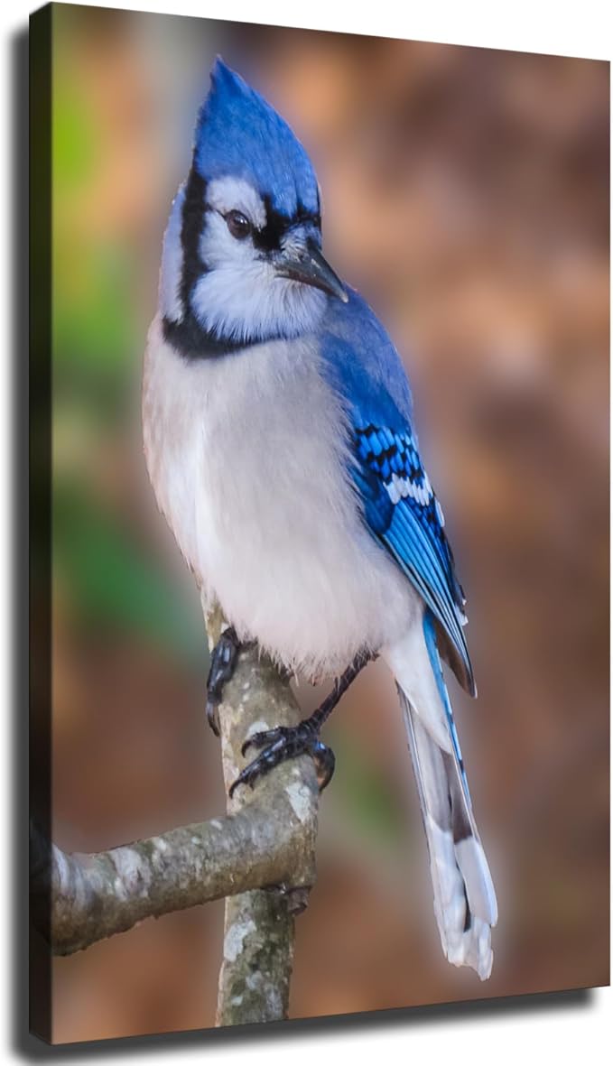 Animal Blue Jay Bird Poster Canvas Print Painting Picture
