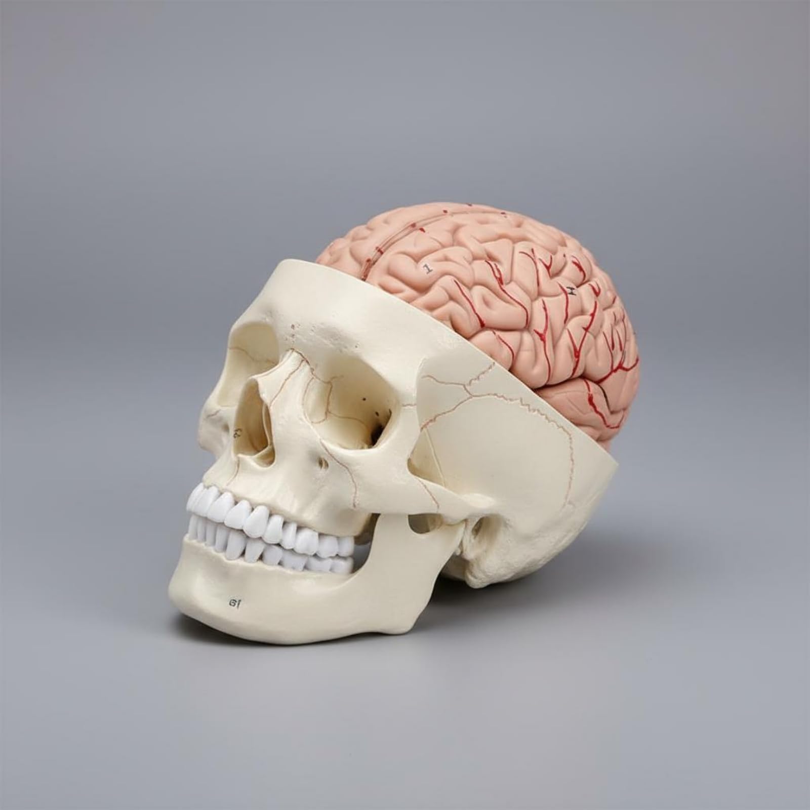 Modèle Crâne avec Cerveau Pièces Démontables Maquette Crânienne avec Cerveau très Détaillé Matériel Pédagogique Médical pour Étudiants en Mécine