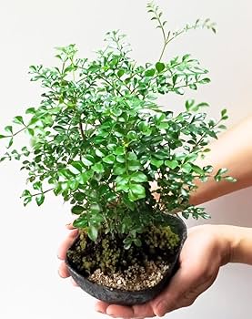 【V】シマトネリコ90㎝前後2本、植栽セット 楽天市場】シンボルツリーのシマトネリコとグランドカバー低木