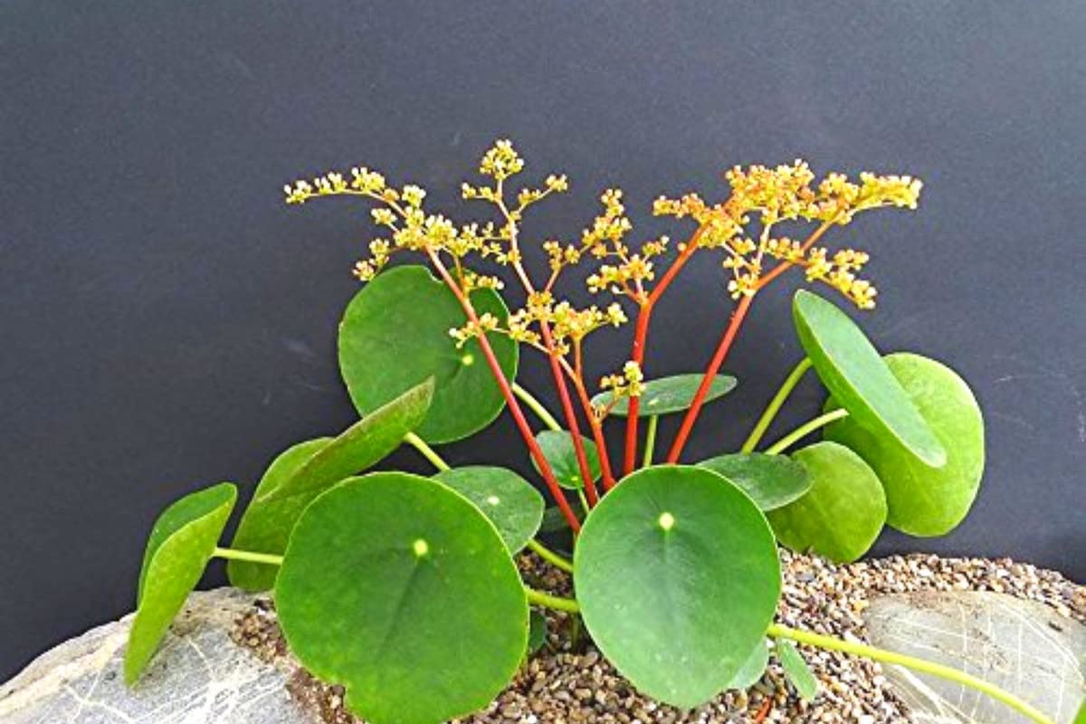 small money tree plant Money Tree | Indoor Plants main image 1