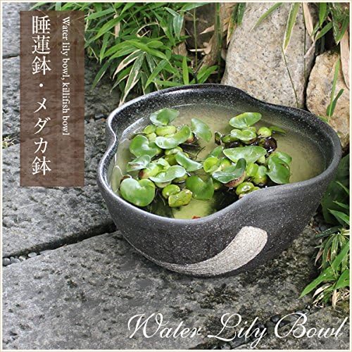 信楽焼 12号ハケメ三方曲げすいれん鉢 睡蓮鉢 スイレン鉢 金魚鉢 水鉢