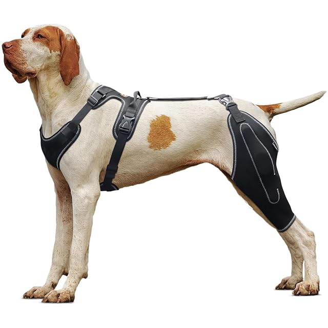 Rodillera para Perro para Pierna Trasera Desgarrada, Rótula Luxante, Artritis