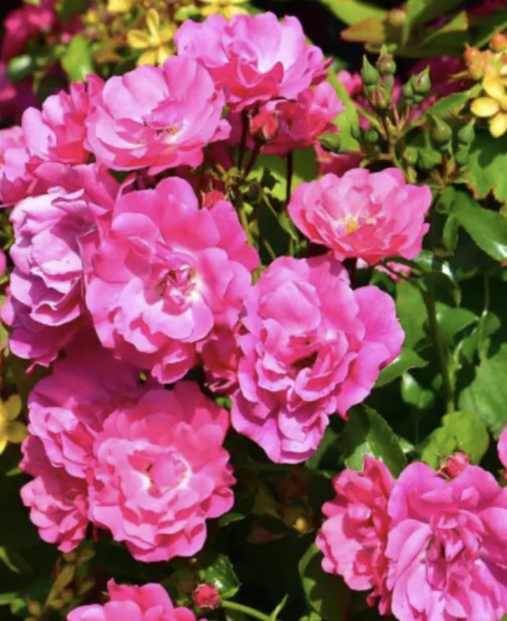 ‘Super Dorothy’ Rambling Rose – Deep Pink Blooms - 4L Potted - Lovely Gift Idea