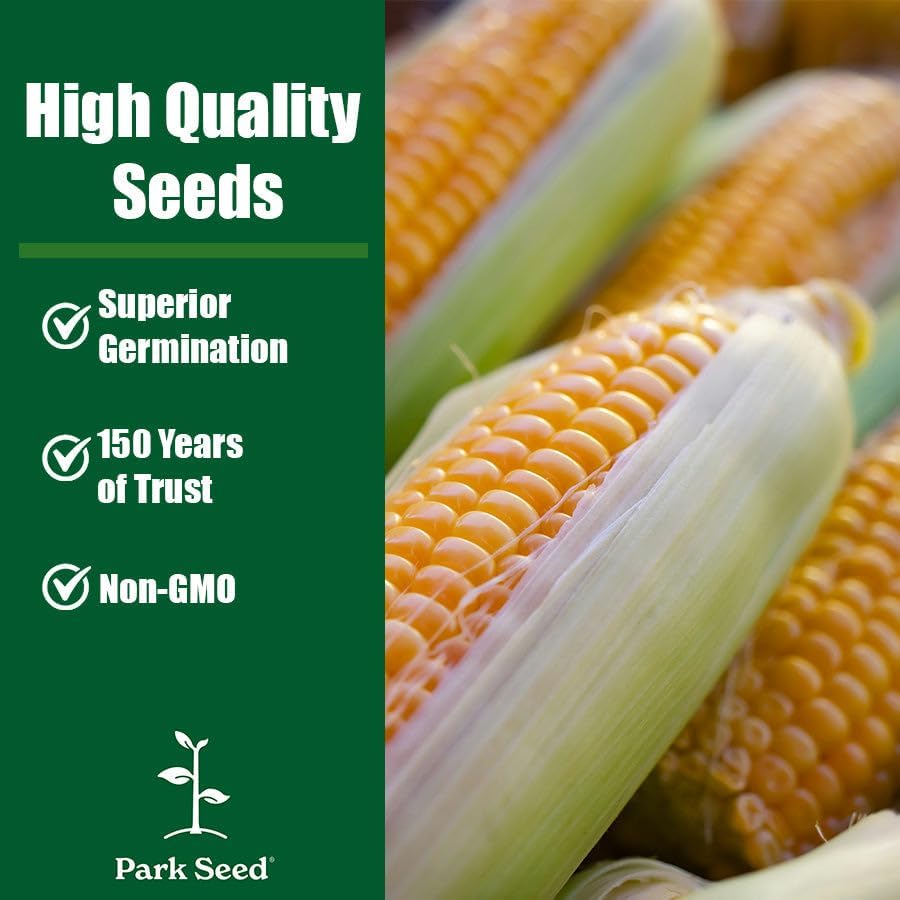 Miniatura 6 de Park Seed Colección 3 Sisters  Cultiva maíz, frijoles y calabaza juntos para apoyo mutuo, incluye maíz ambrosía, frijoles trepadores del Algarve y