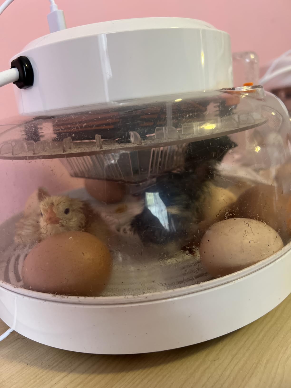 13/mo Finance 12 Egg Incubator for Hatching Eggs with Humidity Display, Automatic Egg Turner