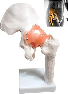 Study Model Hip Joint Model - Medical Human Anatomy Hip Skeleton Model - PVC Material Medical Teaching Model - for Medical Educational Training Aid Tool SaiFei