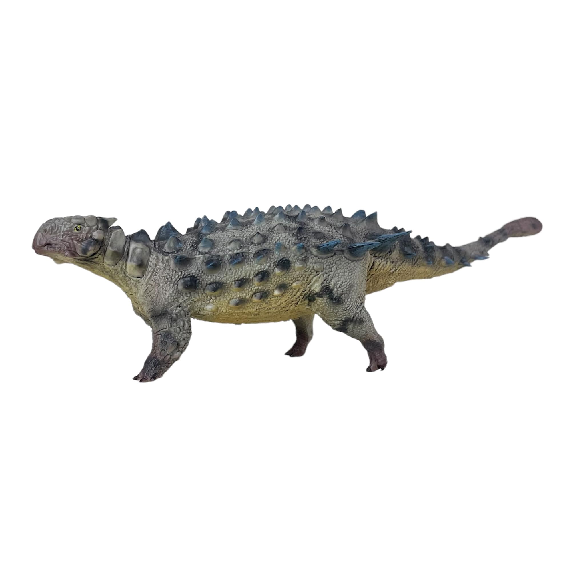 Saichania 1:35 Science and Art Model maquette anatomique dinosaure AMITD h100