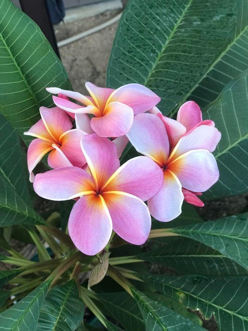 ④ プルメリア 苗木