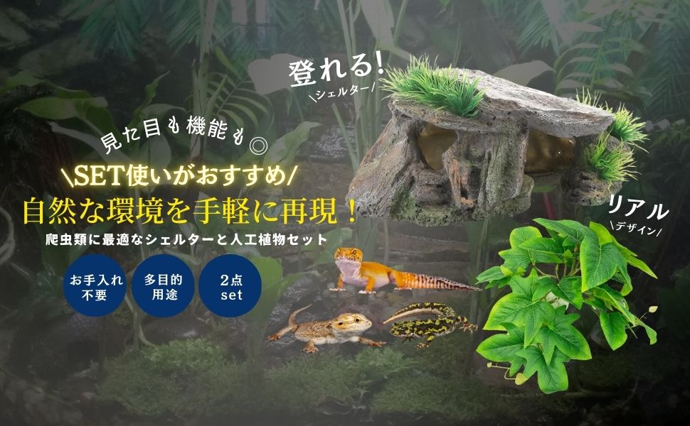 カナヘビ・爬虫類飼育11点セット カナヘビ トカゲ 爬虫類 飼育セット