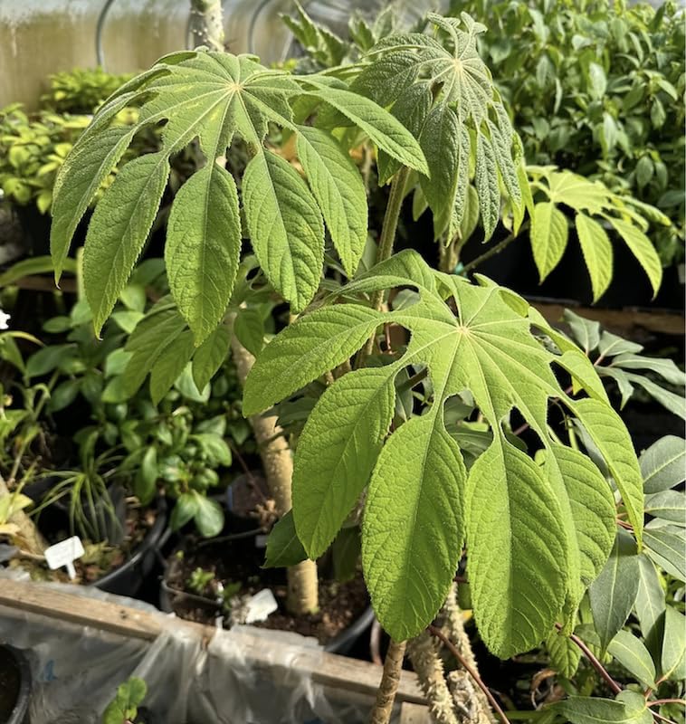 Brassaiopsis mitis Snowflake Tree Semi Evergreen Perennial Plug Plant