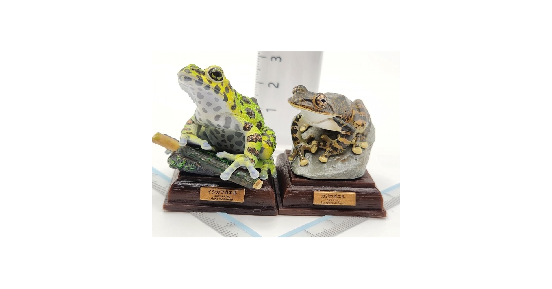 【旧版】ネイチャーテクニカラー 日本のカエル 「イシカワガエル」 ネイチャーテクニカラー 日本のカエル イシカワガエル - メルカリ