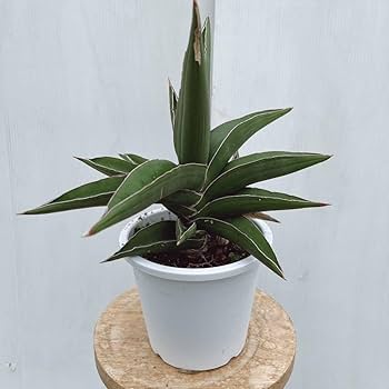 Amazon.co.jp: 多肉植物 サンスベリア サムライドワーフ5号鉢 大型大株 Amazon.co.jp: 多肉植物 サンスベリア サムライドワーフ5号鉢 大型大株