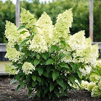 50+ Mix Perennial Vanilla Strawberry Hydrangea Flower Seeds for Planting in Garden Home - Fragrant, Attracts Bees and Butterflies