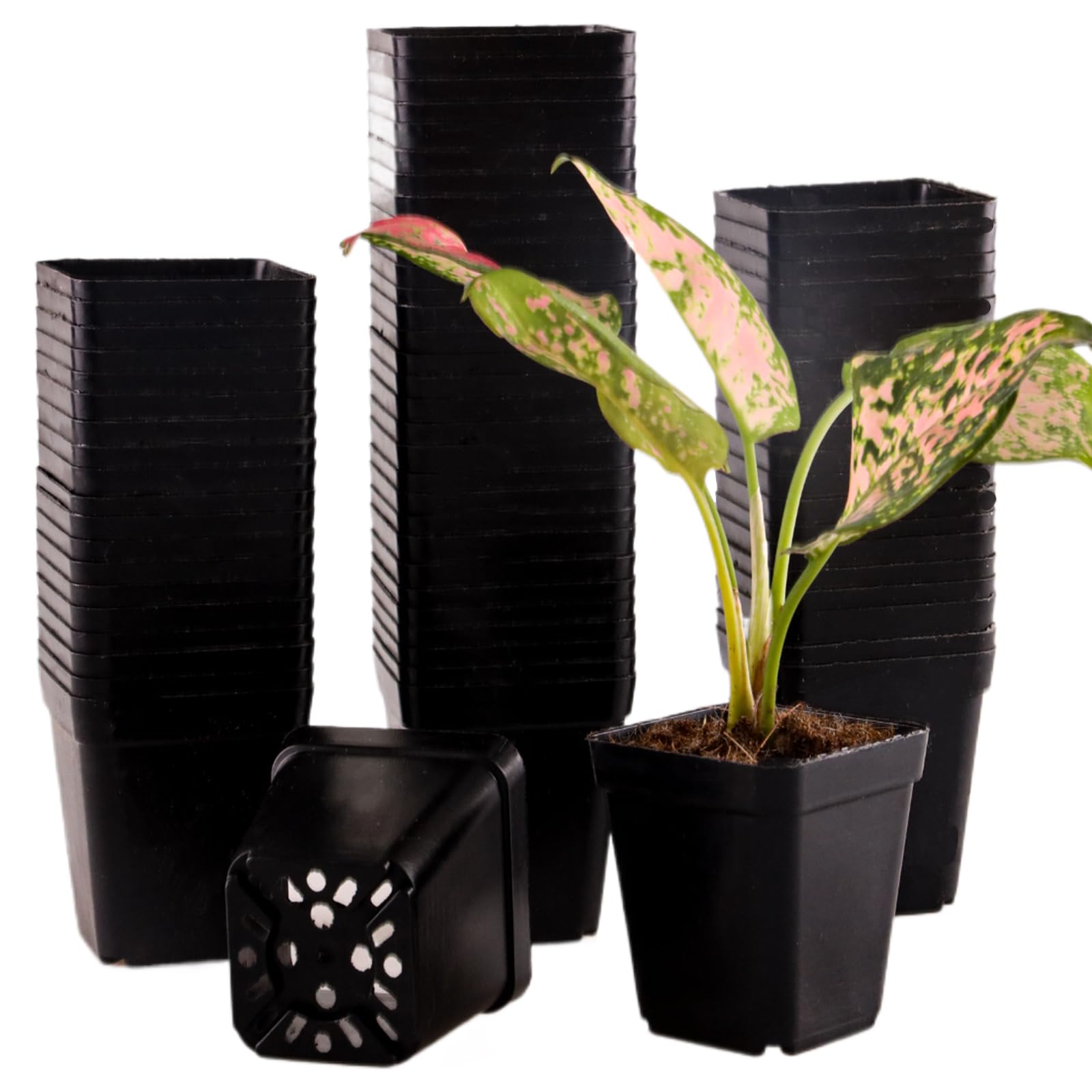 Amazon.com: 150 Packs Square Nursery Pots for Plants 2.2 Inch Succulent ...