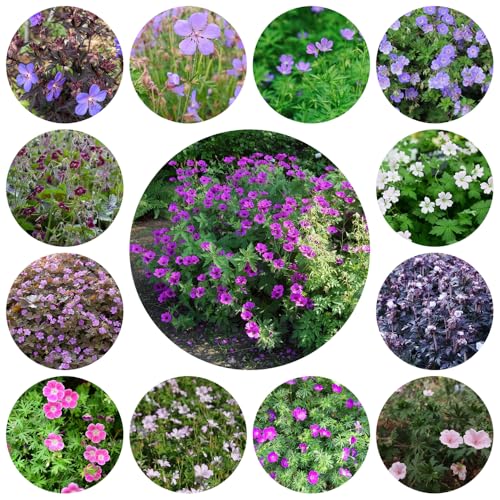 semillas resistentes de geranio - Decoración jardín para exteriores con primavera perennes balcón 250pcs