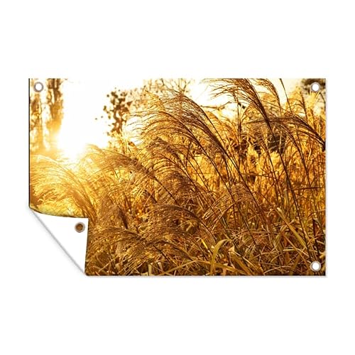 MuchoWow Poster exterieur Herbe de la pampa - Soleil - Herbe Decoration murale 60x40 cm Résistant aux intempéries/soleil