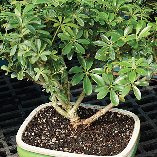 Brussel's Bonsai Live Hawaiian Umbrella Indoor Bonsai Tree-3 Years Old 7" To 10" Tall With Decorative Container, Blank #TOP4