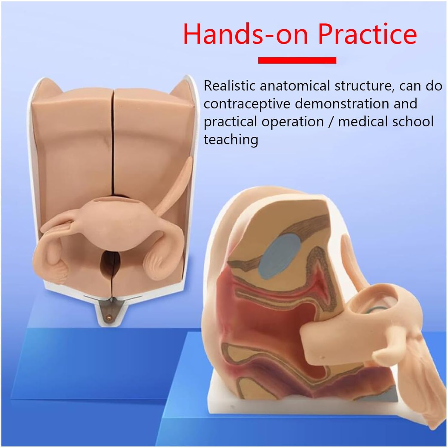 Żeński model manekina ginekologicznego, miękki silikonowy model pochwy szyjki macicy 1: 1 Medyczny model ludzki z dokładną strukturą anatomiczną dla zrozumienia struktury i funkcji