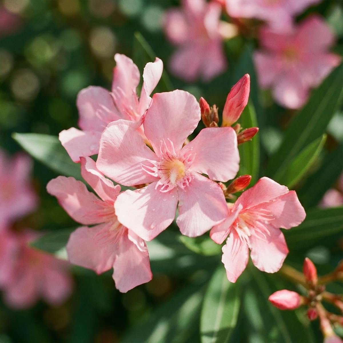 Bloomique - Oleander (Nerium oleander) - Rosa Blüten - Gartenpflanzen - Terrassenpflanzen - Höhe 80-100 cm - Topfgröße: 26 cm