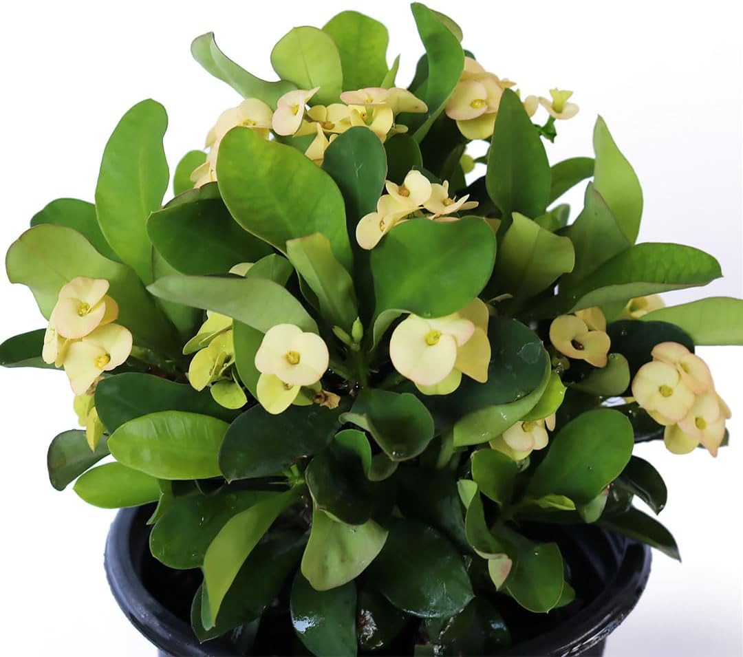 Pink Crown of Thorns Indoor Flowering Shrub in Black Pot