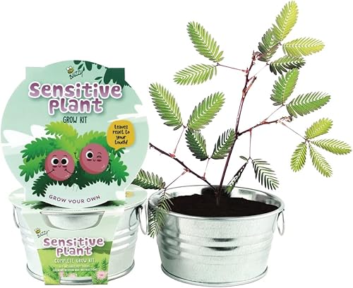 Miniatura 20 de Buzzy Kit de árbol de Navidad de abeto de semillas para cultivar, completo con una mini maceta galvanizada, semillas sin OMG y medio de cultivo