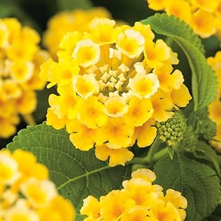 Set 2 Yellow Lantana Live Plants for Planting Outdoors, Lantana Plants Live, Perennial Flower Planting