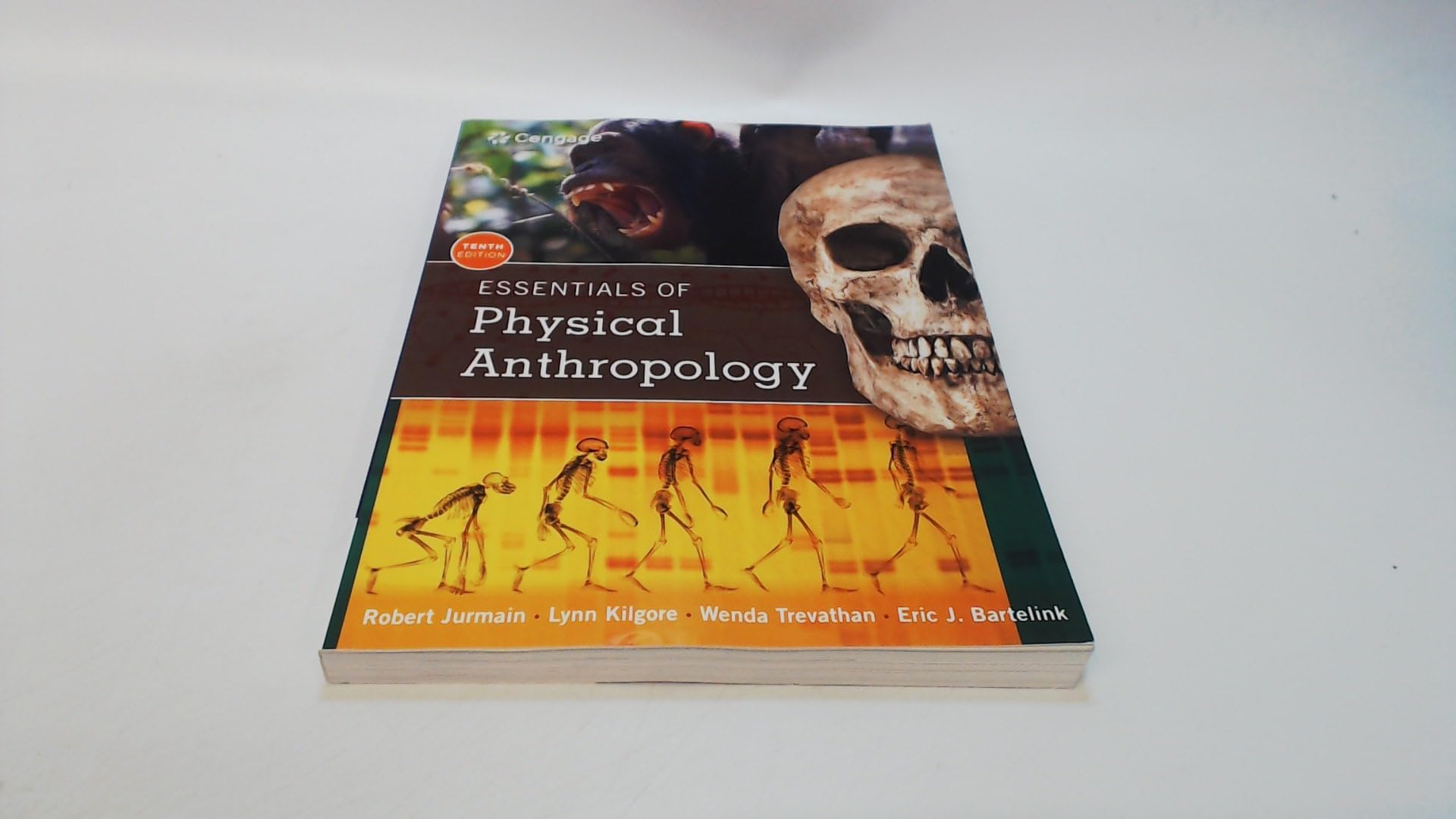 Essentials of Physical Anthropology (MindTap Course List)