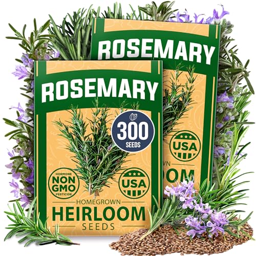 Image of HOME GROWN Rosemary Seeds Pack - 300 High Germinating Heirloom Herb Seeds for Planting in Indoor or Outdoor Herb Gardens (Salvia rosmarinus)