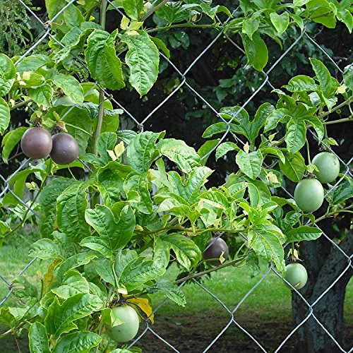 Purple Passionfruit Seeds (Passiflora Edulis) 10+ Tropical Passion Fruit Seeds In 'Frozen Seed Capsules' For The Gardener & Rare Seed Collector - Plant Seeds Now Or Save Seeds For Years #TOP7