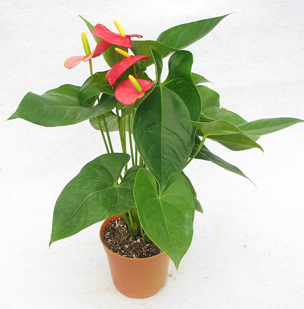 Creative Farmer Nursery Anthurium-Red Live Flower Plant Gardening Red_Anthurium (Healthy Plant) (B09HCPQJ49) Amazon Price History, Amazon Price Tracker