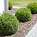 GardenMate - Tela para control de maleza 5mx2m polipropileno (PP) 100 g/m2