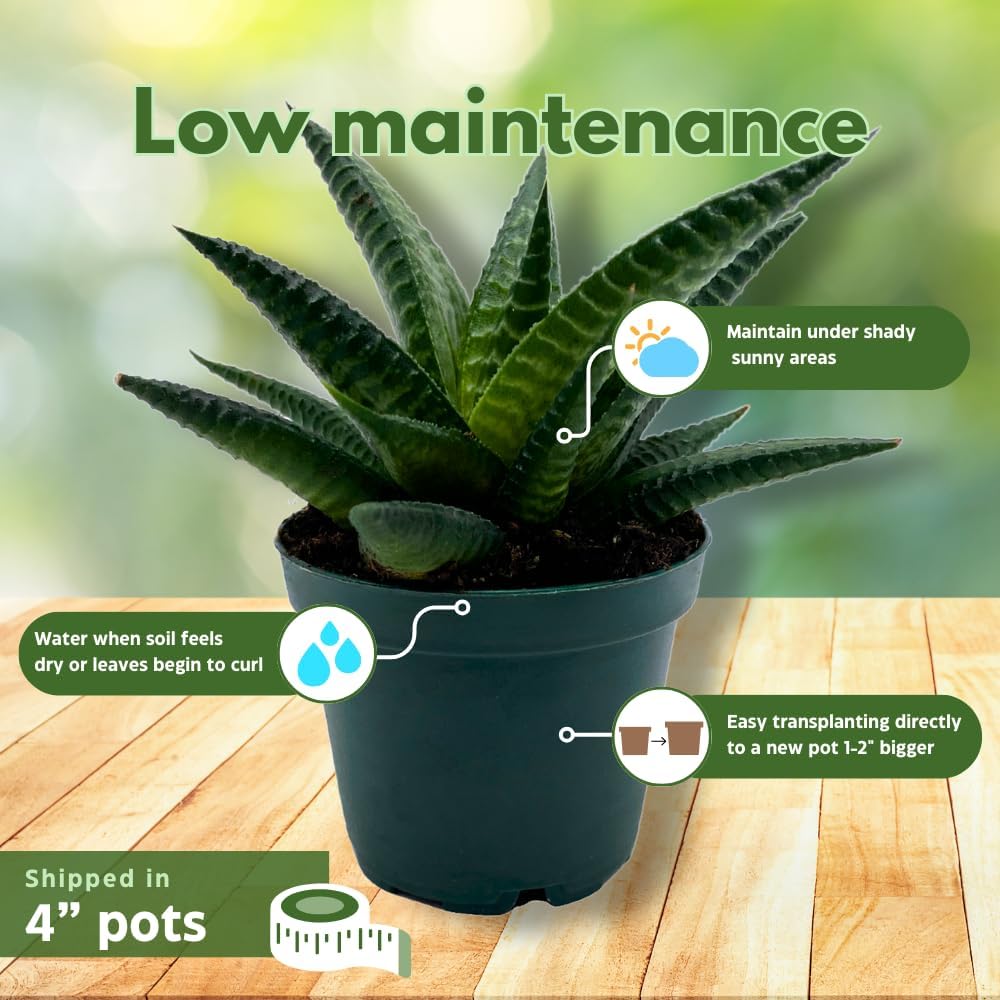 BubbleBlooms Haworthia Assortment 4 inch Pots Set of 3